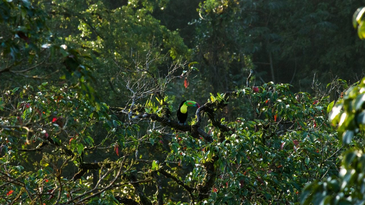 eco-tours costa rica