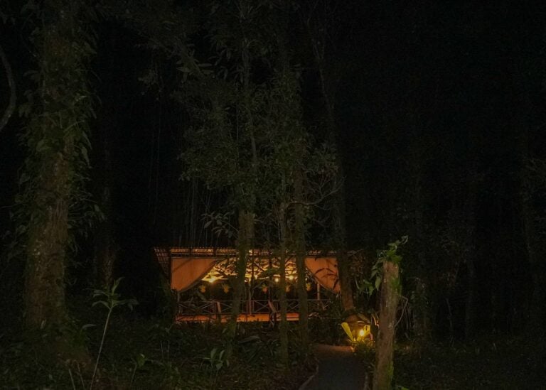 Magnolia at Night-2