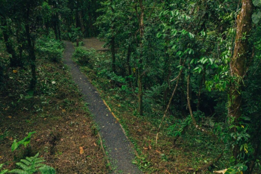 Guided biodiversity tour through Sensoria's rainforest, Costa Rica