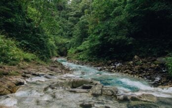 9 Forest Bathing Tour Benefits Worth Knowing