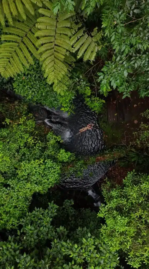 Wild birds in the rainforest canopy at Sensoria
