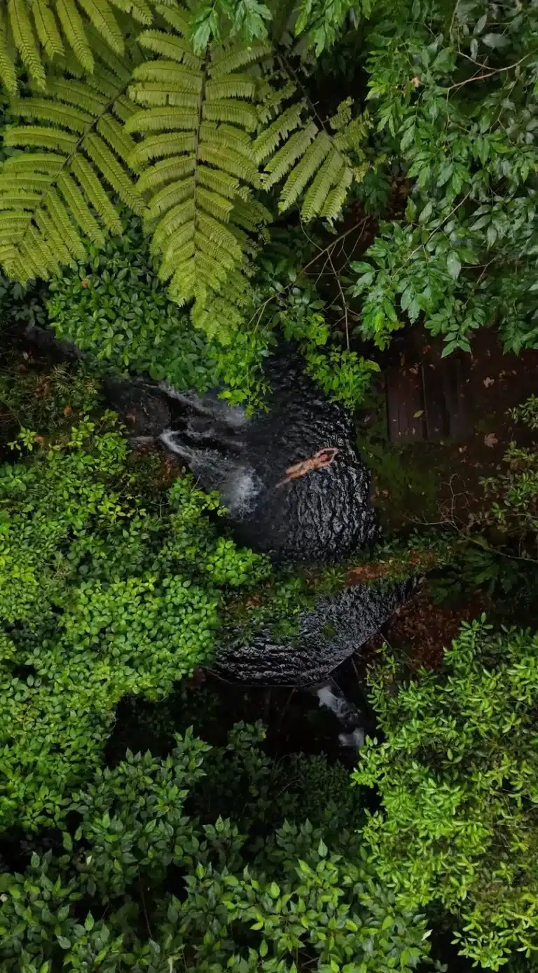 Wild birds in the rainforest canopy at Sensoria